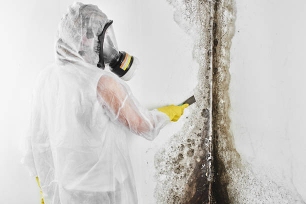 Attic Mold Removal in Greenbriar, FL