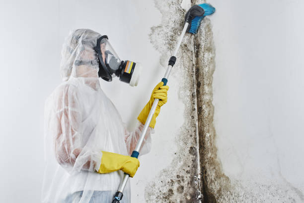 Best Attic Mold Removal  in Greenbriar, FL