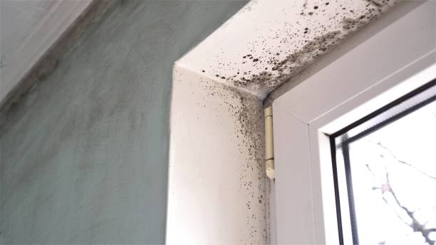 Best Fast Mold Removal  in Greenbriar, FL