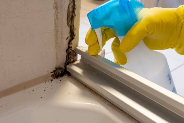 Best Commercial Mold Removal  in Greenbriar, FL