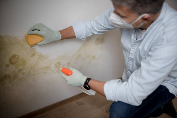 Best Local Mold Removal Service  in Greenbriar, FL